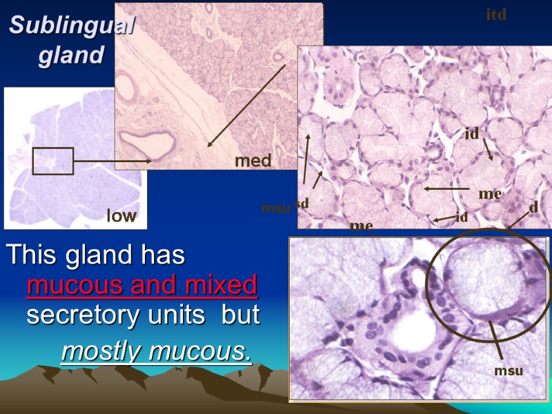 low med Sublingual gland This gland has  mucous and mixed secretory units 